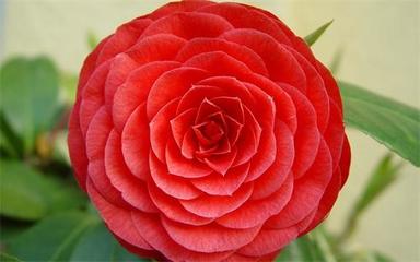 巴基斯坦主要中资企业有哪些